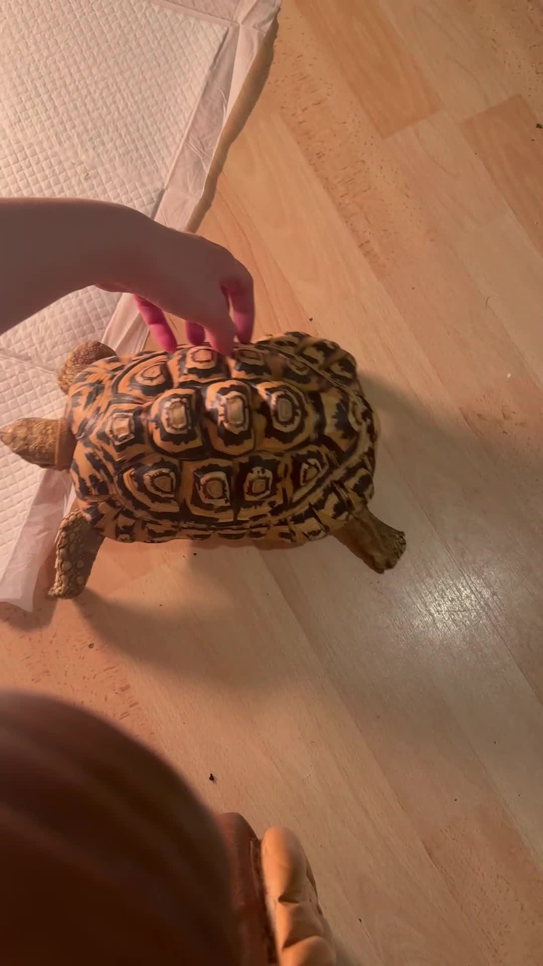 Tortoise reptiles for sale: Leopard tortoise in Barking - Video 1
