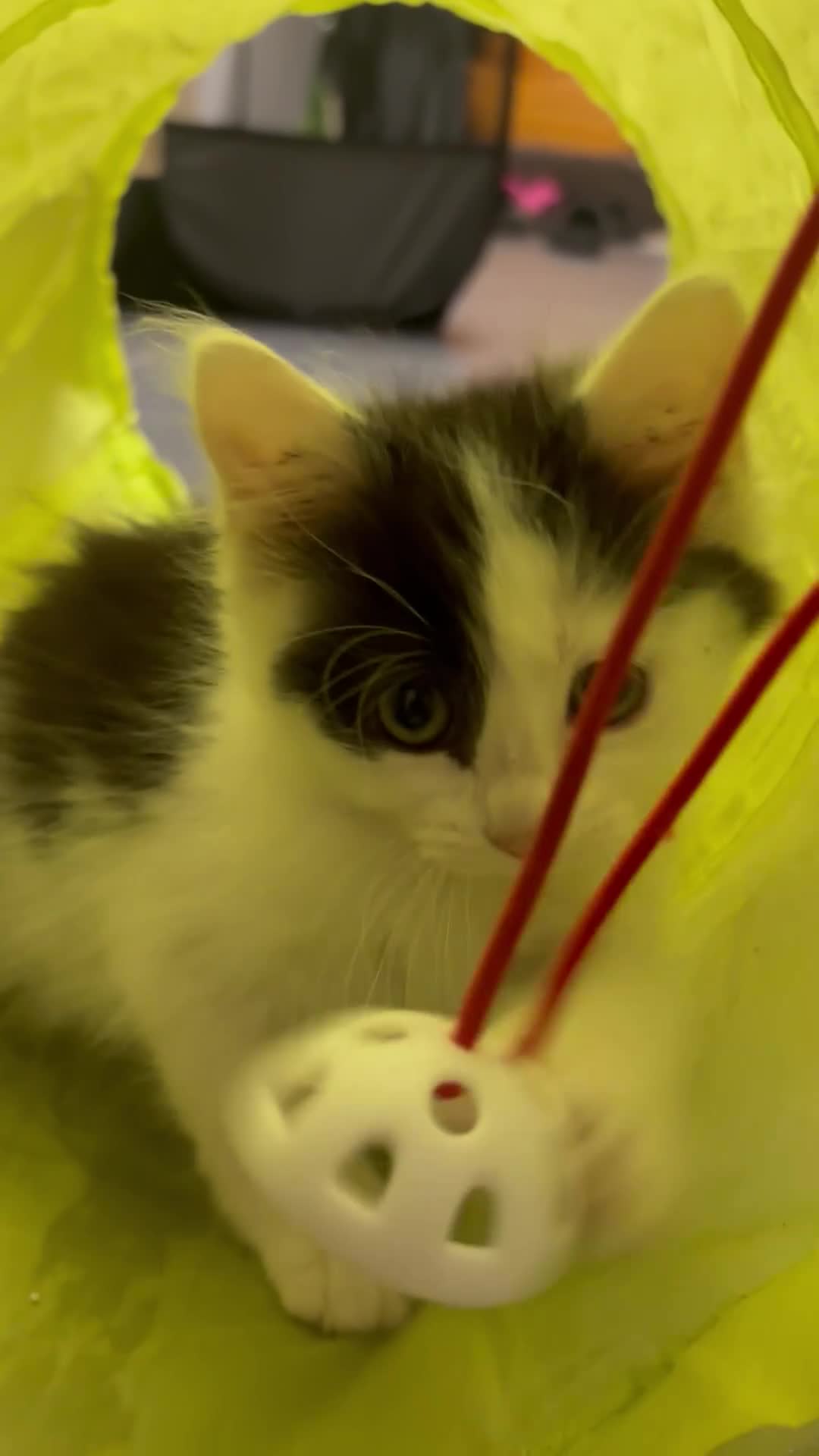 Turkish Angora cats for sale: 2 female 1 male Turkish angora kittens  - Video 1