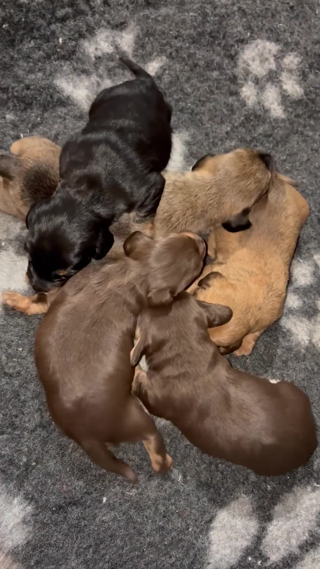 Mixed Breed dogs for sale: Mini doxipoo - Video 1