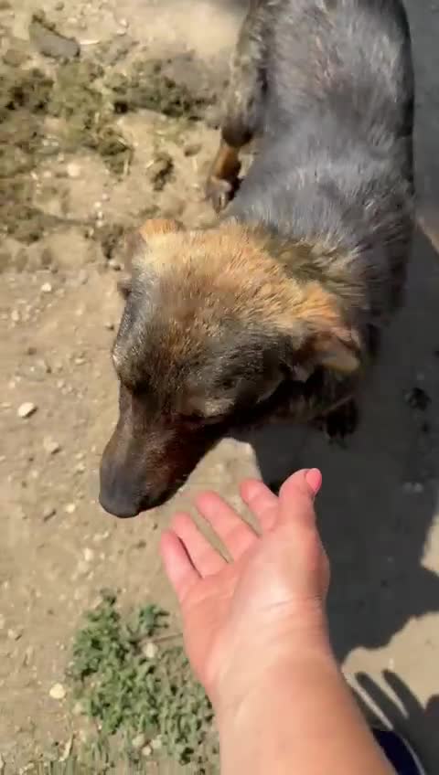 Mixed Breed dogs for adoption: Meet Lovely little LOTTIE! she needs a Loving Home - Video 1