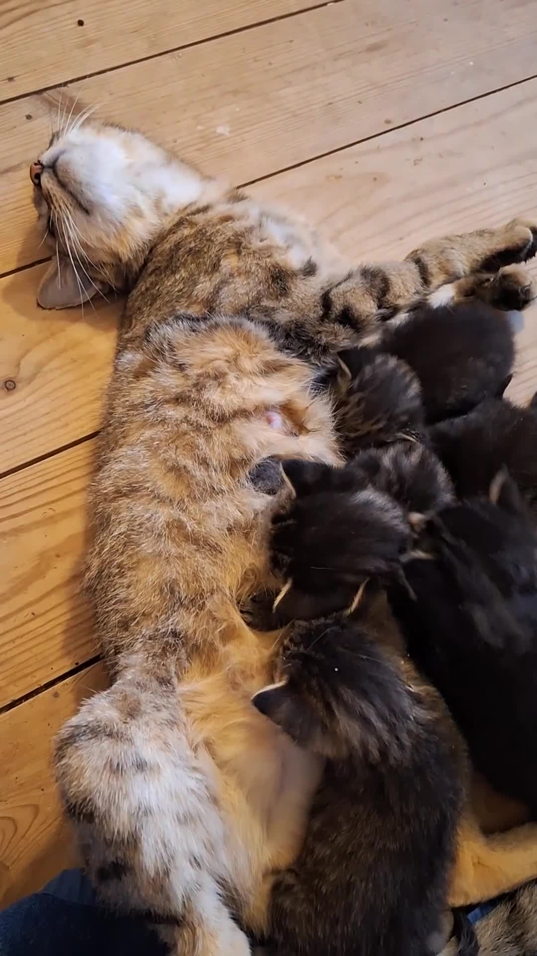 Domestic Shorthair cats for sale: Babies ready for their new homes NOW 🥰 - Video 1