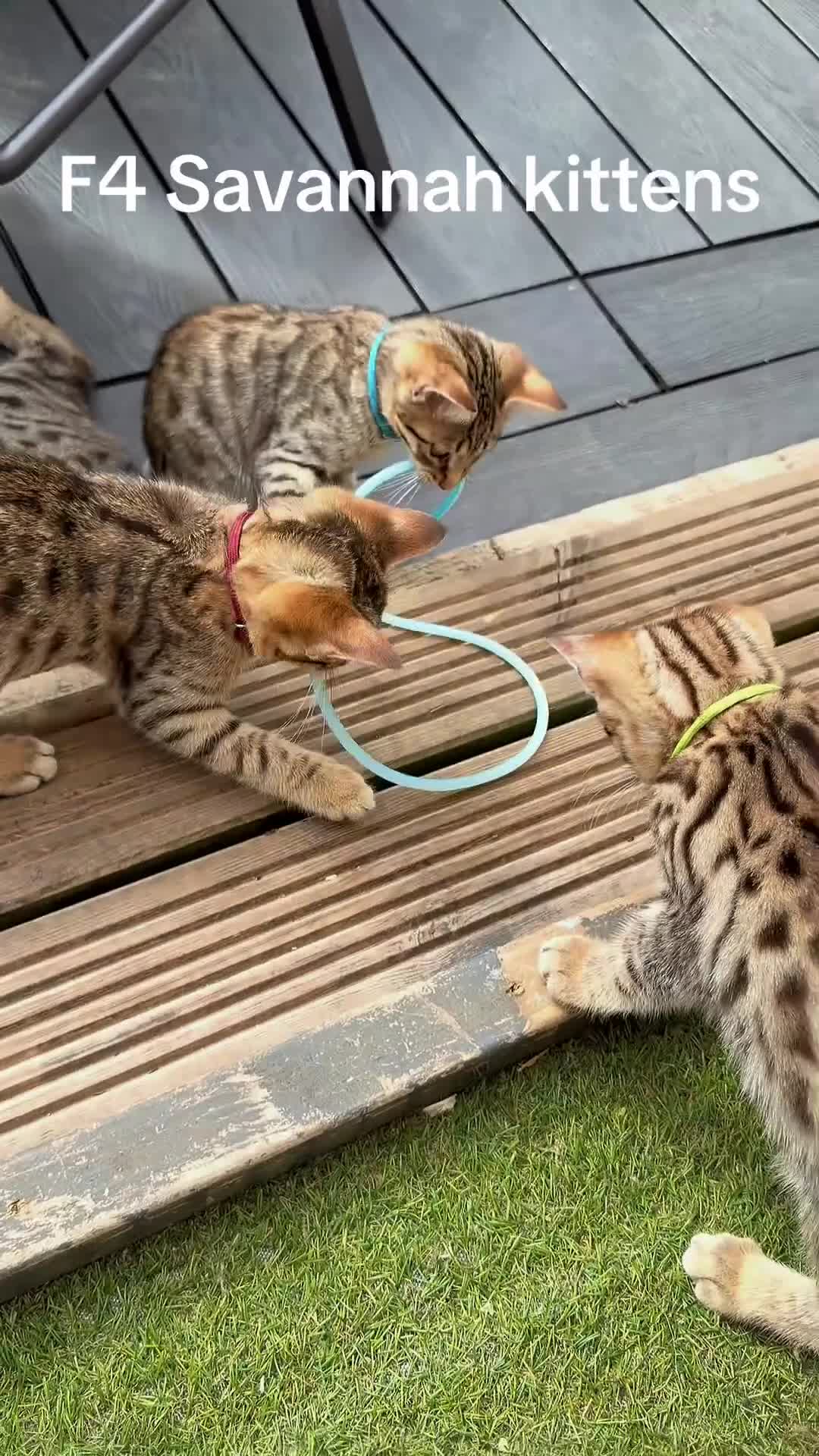 Savannah cats for sale: F4 Savannah Kitten’s original African bloodline - Video 1