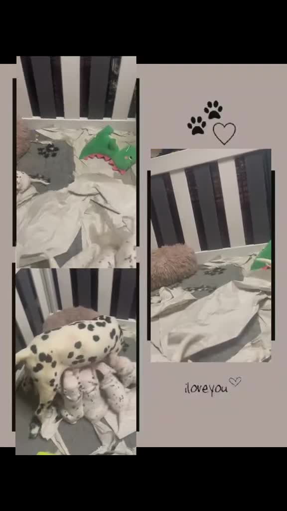 Dalmatian dogs for sale: Royal KC Registered Dalmatian Puppy (Female) - Video 3