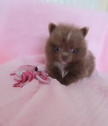 Pomeranian dogs for sale: 🐶 Tiny pomeranian puppies 🐶  - Video 1