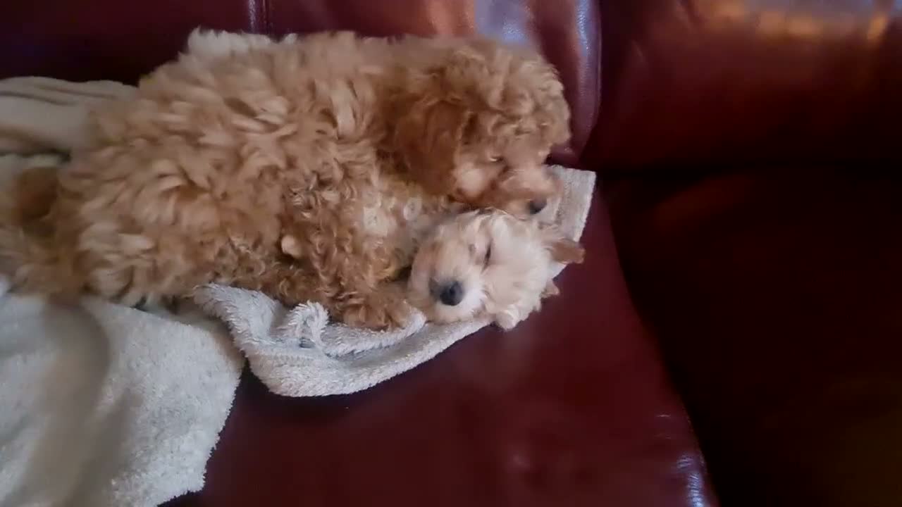 Maltipoo dogs for stud: Romeo has arrived 😍  in Brentwood - Video 1