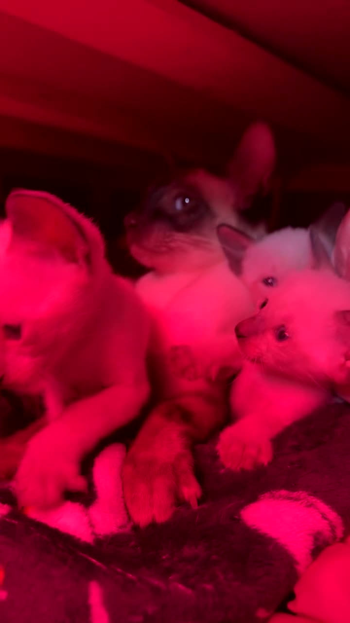 Siamese cats for sale: Siamese kittens- seal/Chocolate point  in Llanelli - Video 1