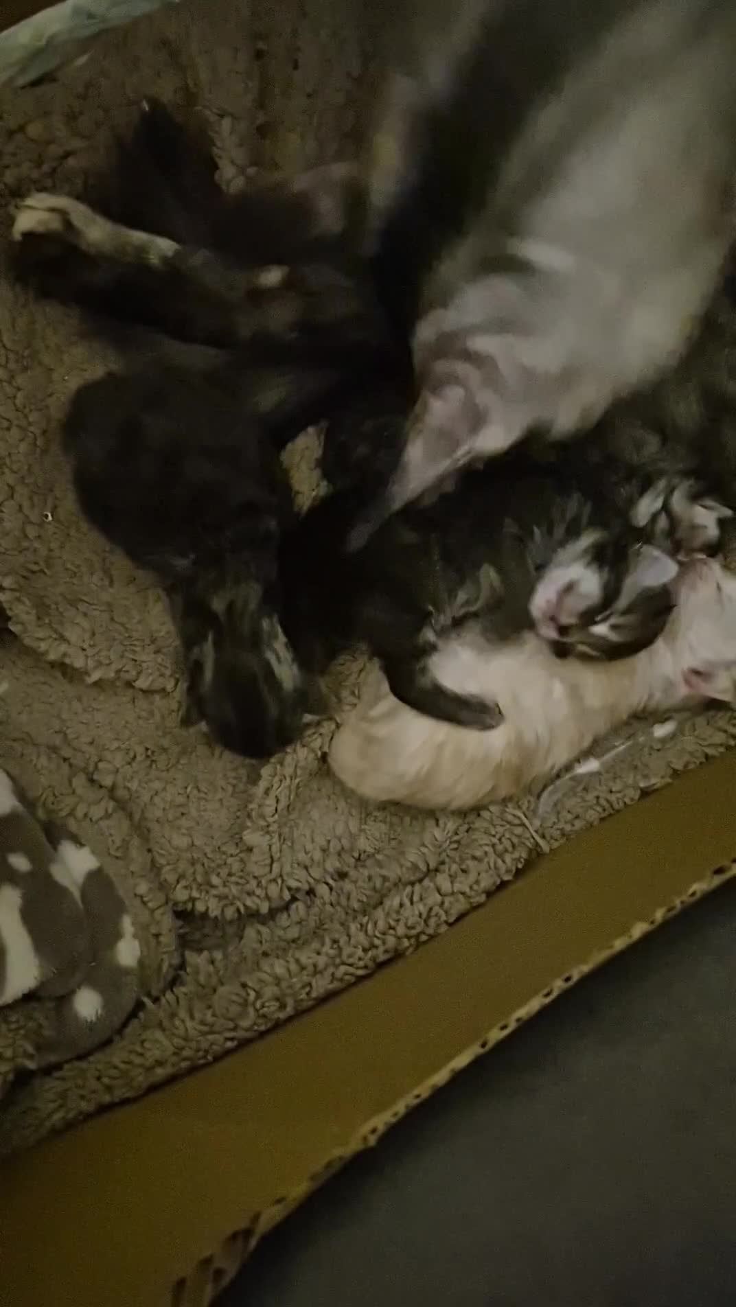 Maine Coon cats for sale: Maine coon litter born 22.10.25 - Video 1