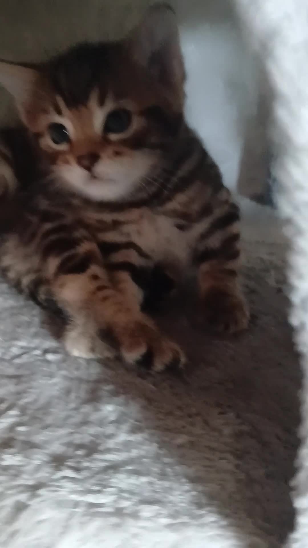 Mixed Breed cats for sale: Beutyful bengal babies wisbech 🐈😻 - Video 1
