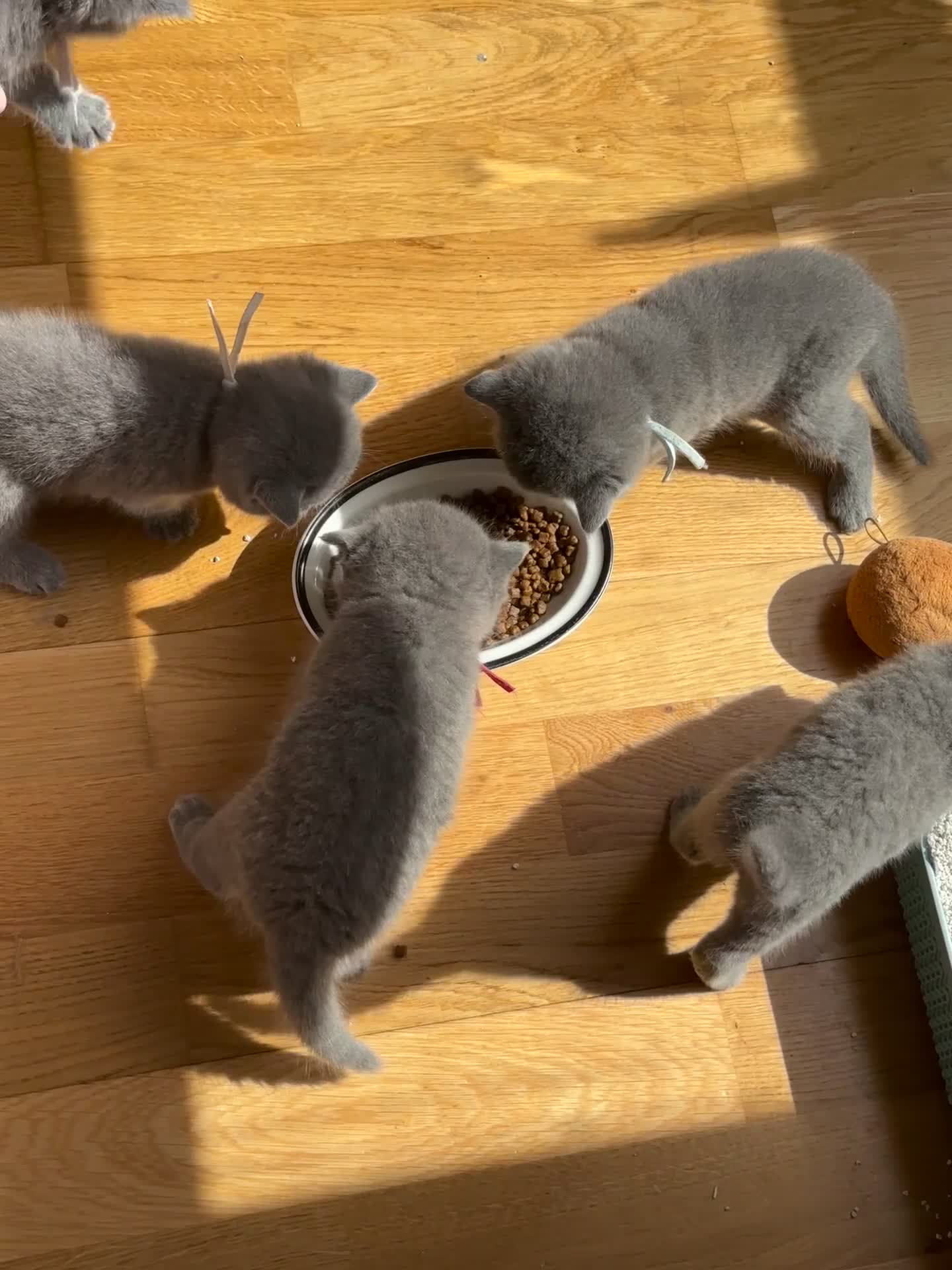 British Shorthair cats for sale: My 5 soft and fluffy BSH kitten looking a new home - Video 1