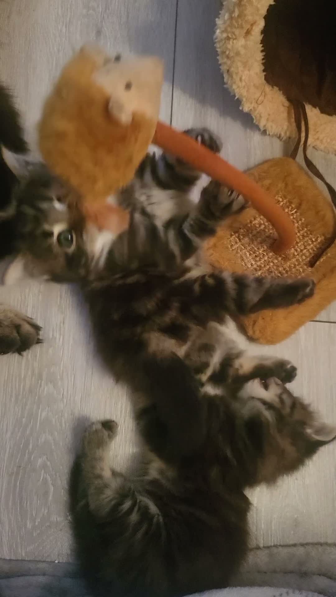 Siberian cats for sale: Adorable Kittens Looking for Loving Homes! 🐾 - Video 1