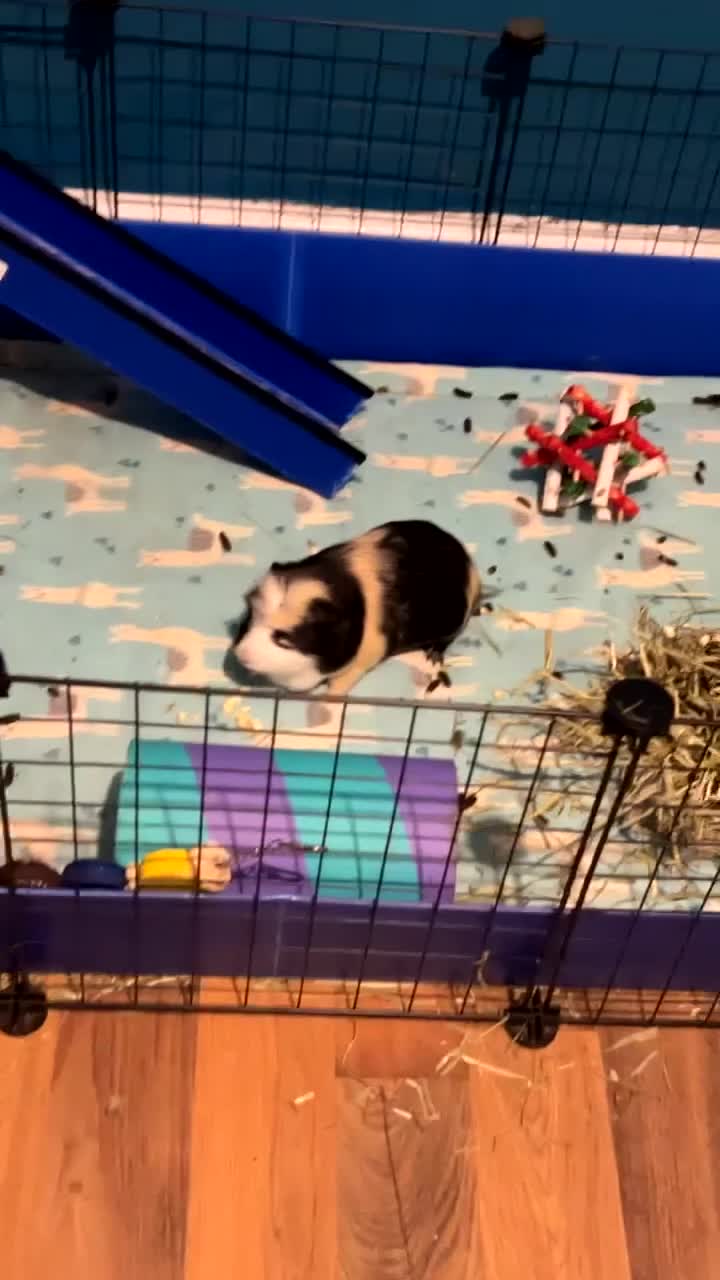 Guinea Pig rodents for sale: 2 bonded male guinea pigs  - Video 3