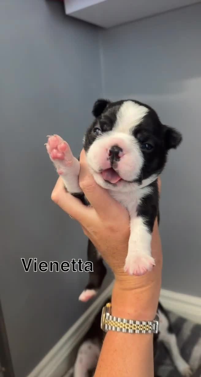 Boston Terrier dogs for sale: WILDAX Boston Terrier pups (2 girls left!) - Video 4