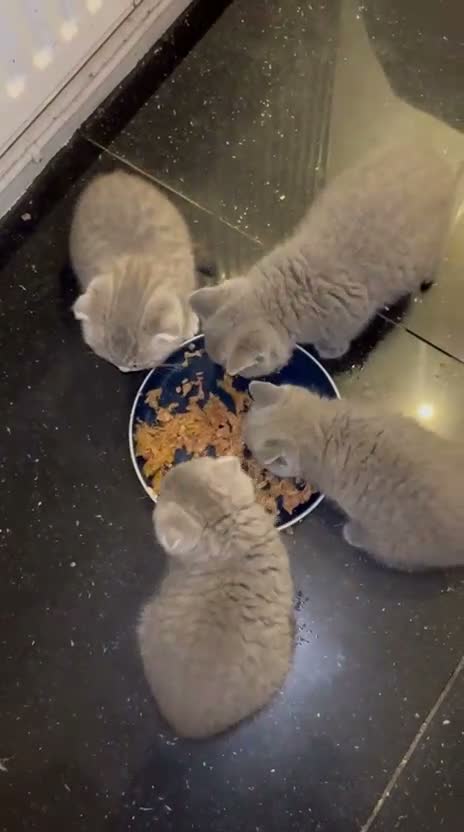Scottish Fold cats for sale: Adorable Scottish Fold Kittens - Video 3
