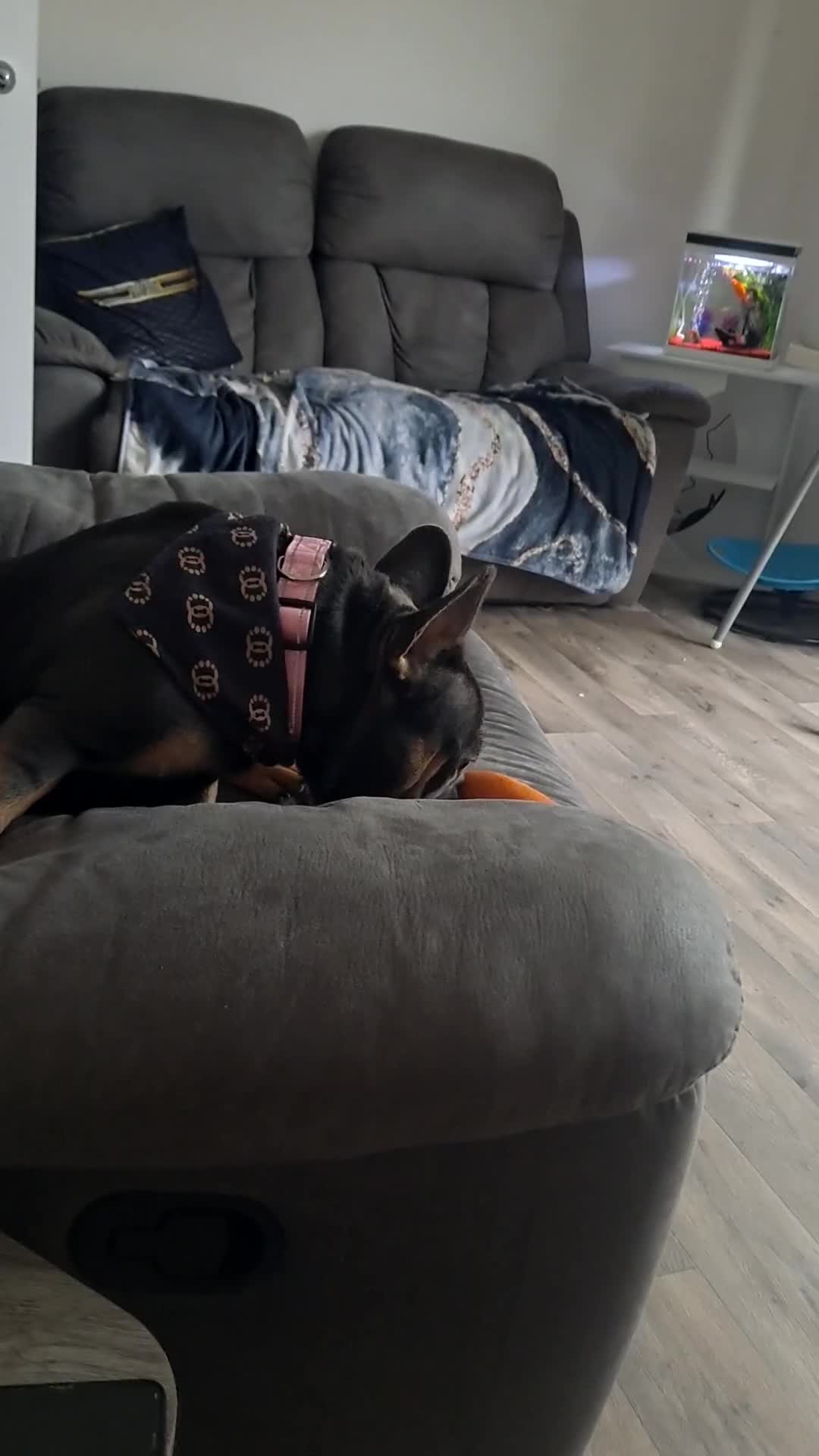 French Bulldog dogs for sale: Frenchie mia 11 months old nice compact size  - Video 1