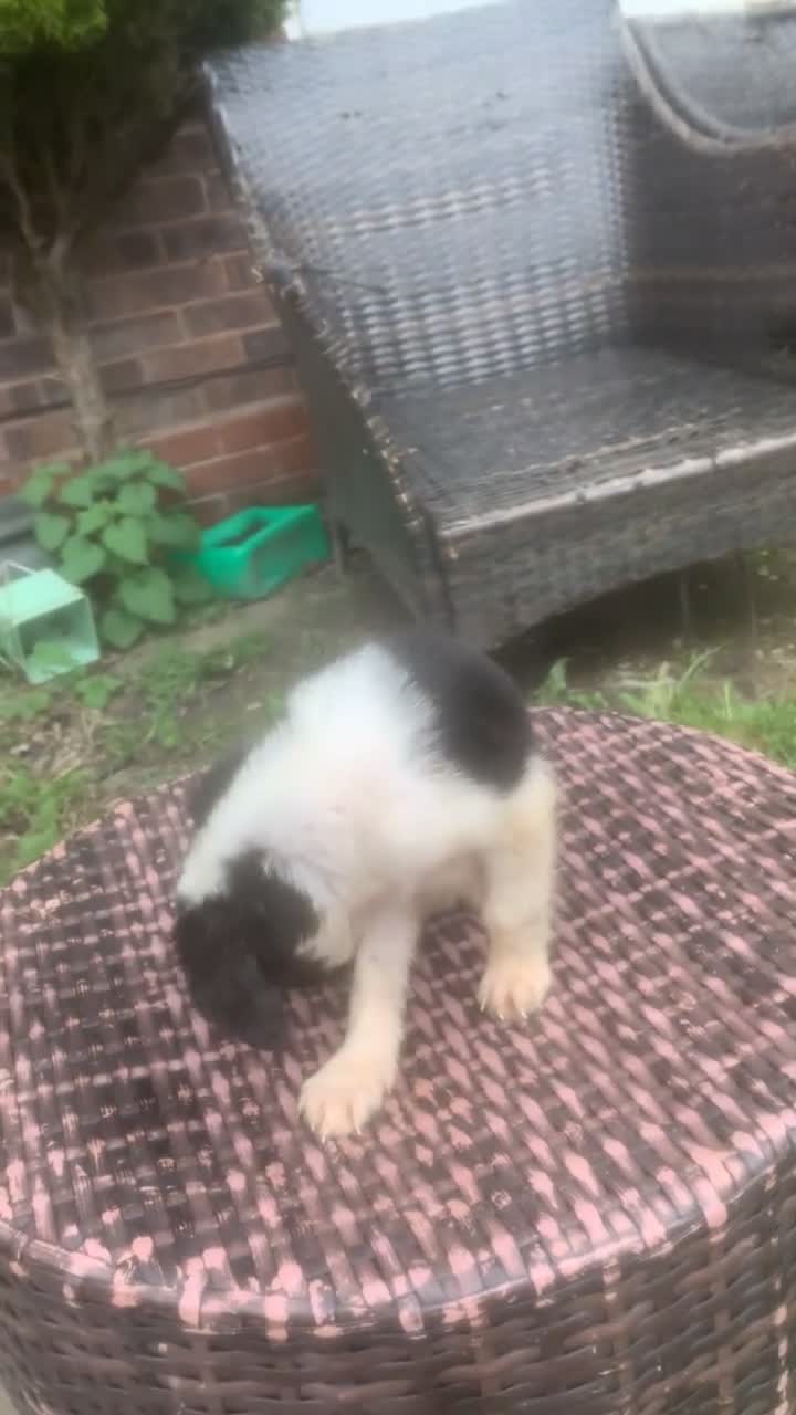 Sprollie dogs for sale: Sprollie - Video 1