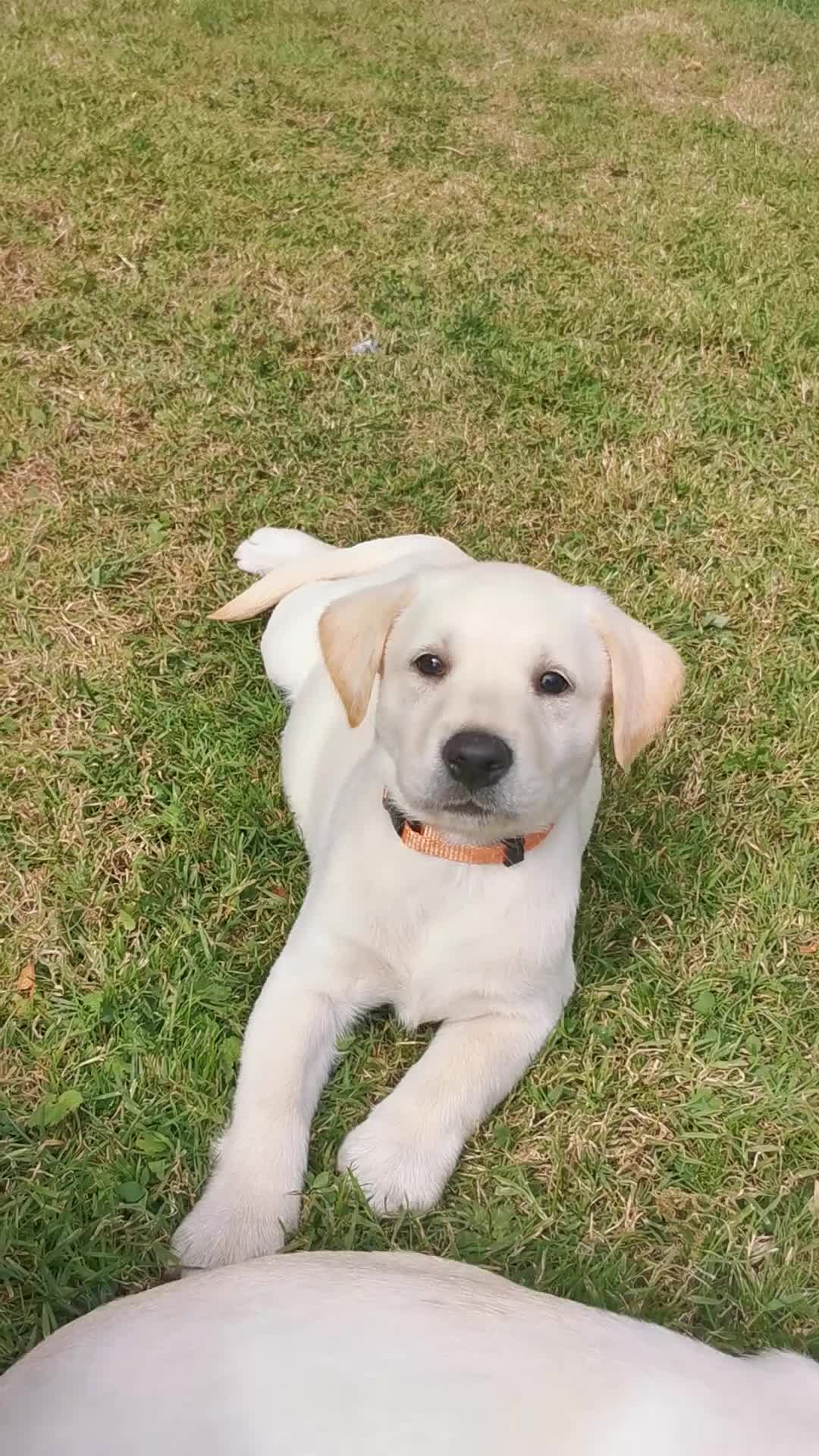 Labrador Retriever dogs for sale: Yellow labrador puppies  - Video 2