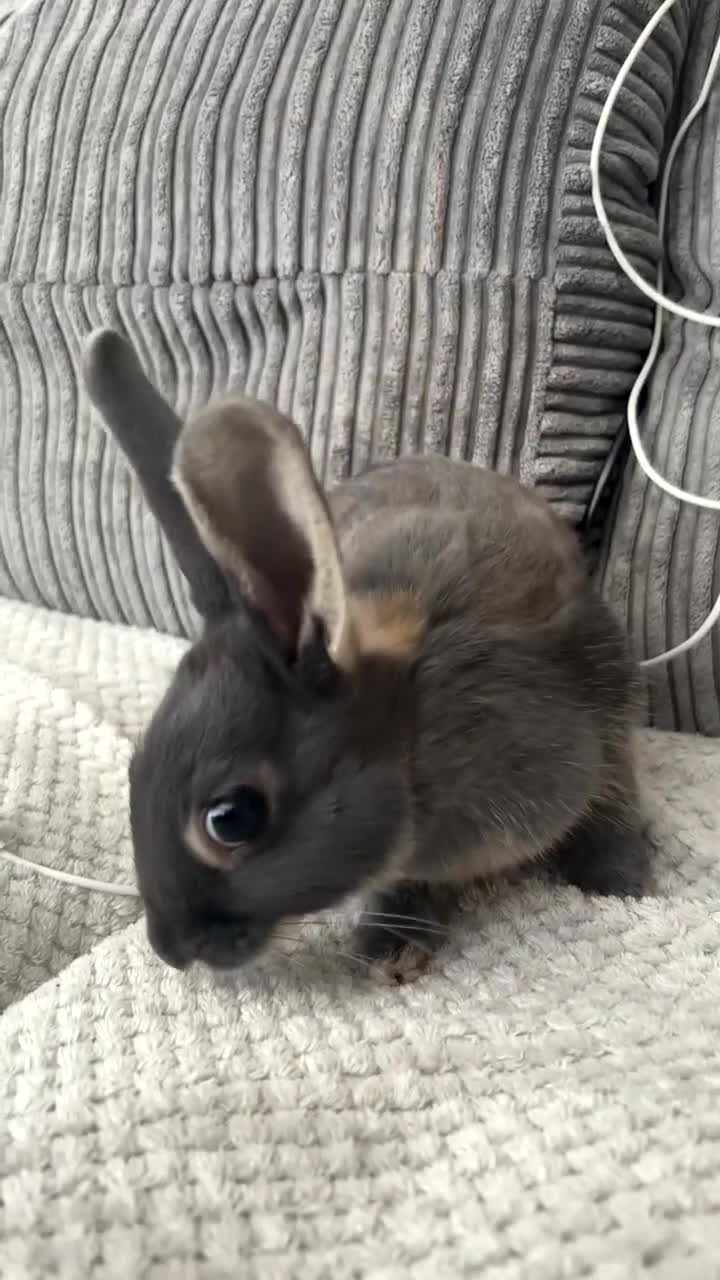 Rex rabbits for sale: Friendly MiniRex boy  - Video 1