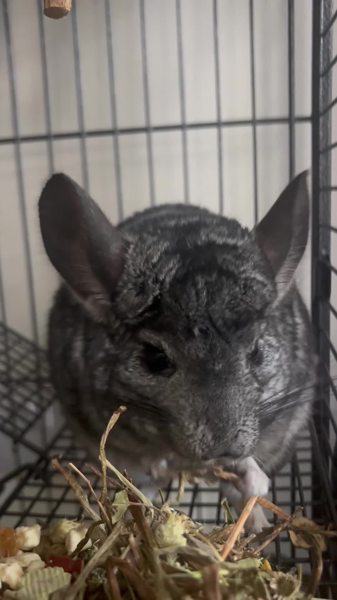 Chinchilla rodents for sale: Male Chinchilla + Cage setup for sale  - Video 1