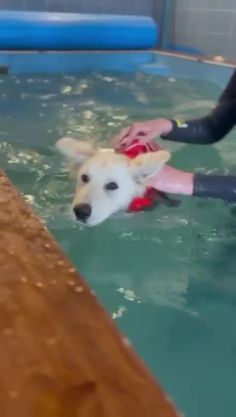 German Shepherd dogs for sale: White German Shepherd Kc registered female puppy - Video 2