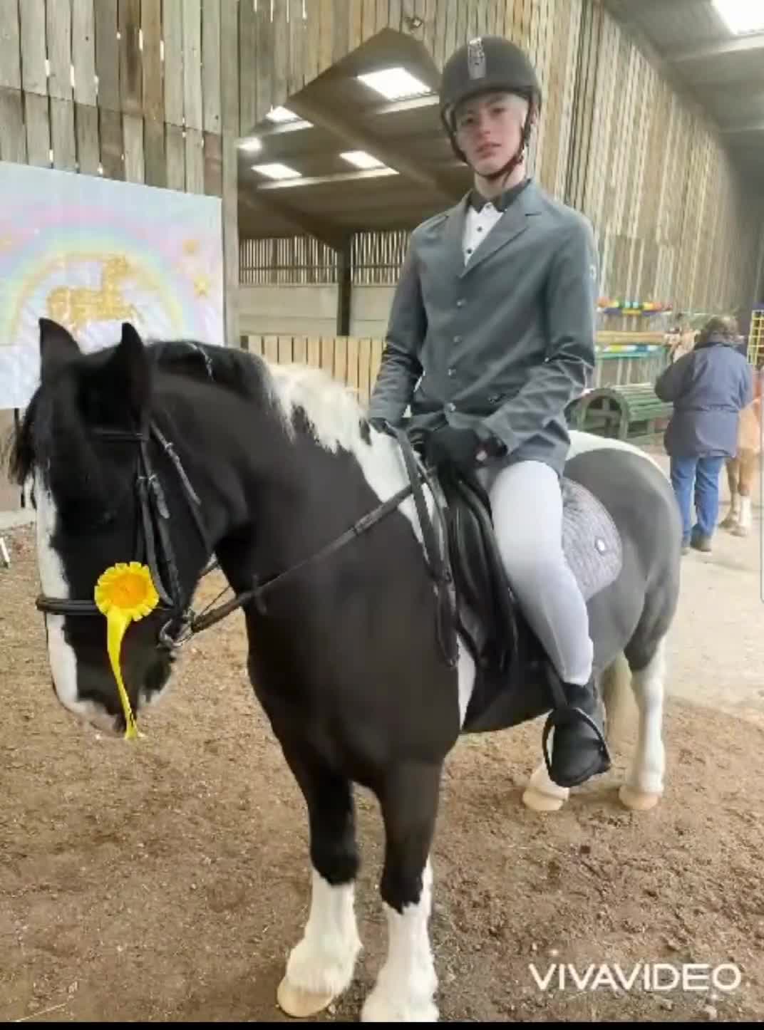 Irish Cob horses for sale: Light work/ companion pony very kind and gentle  - Video 2