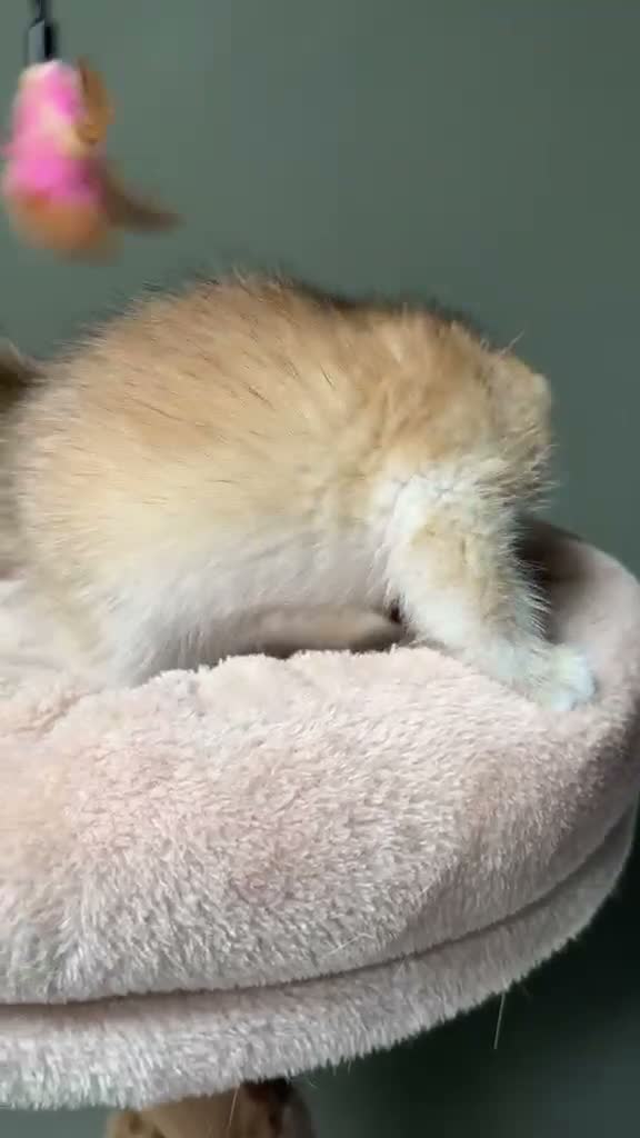 British Shorthair cats for sale: BSH Pedigree Black and Blue Golden Chinchilla's - Video 4