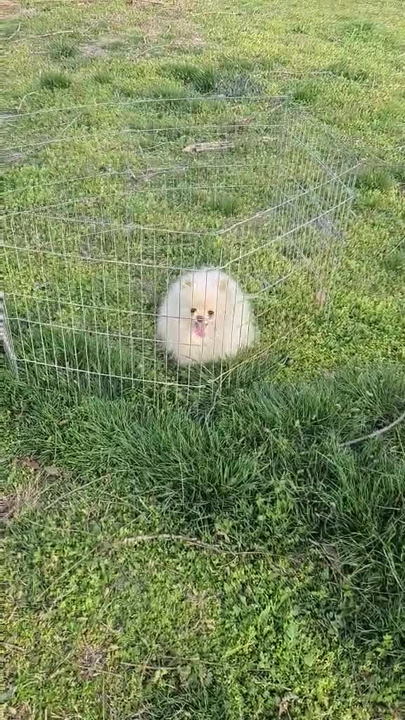 Pomeranian dogs for sale: Pomeranian Female  - Video 1