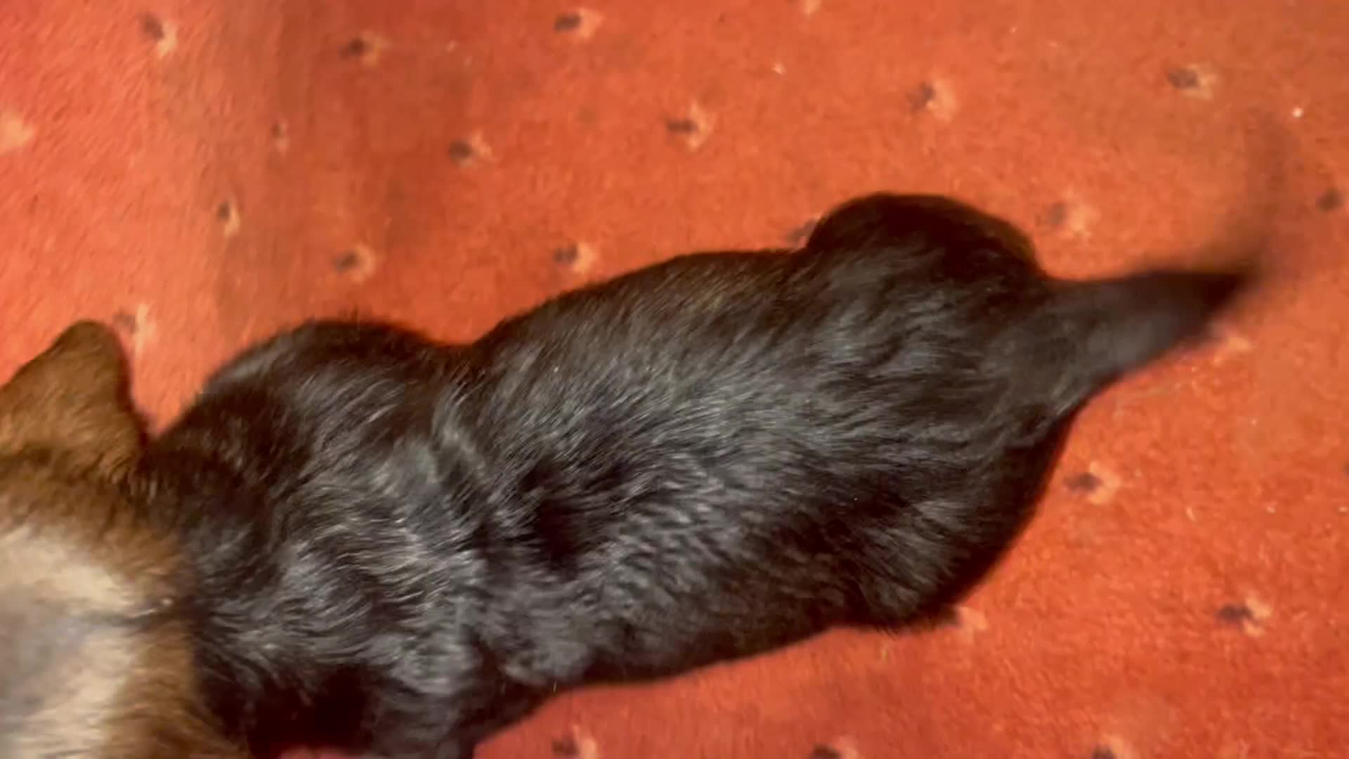 Dachshund dogs for sale: Kc registered Standard wire haired dachshund pups  - Video 4