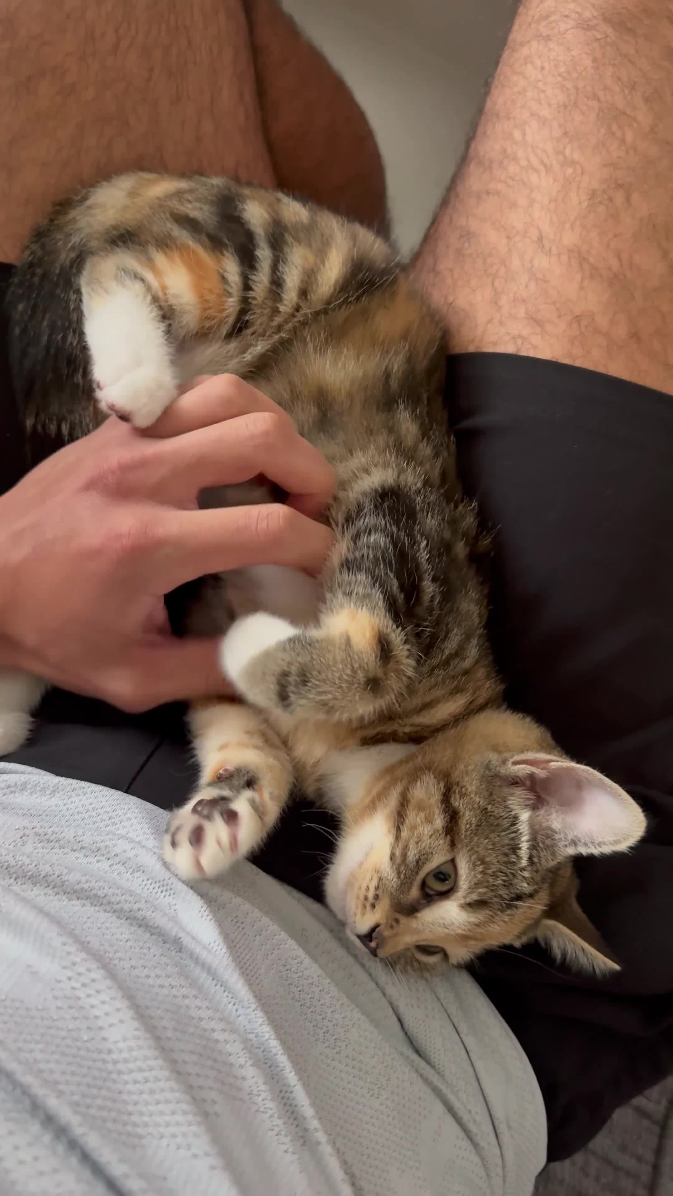Domestic Shorthair cats for sale: 2 Female Lovely Domestic kittens  - Video 1