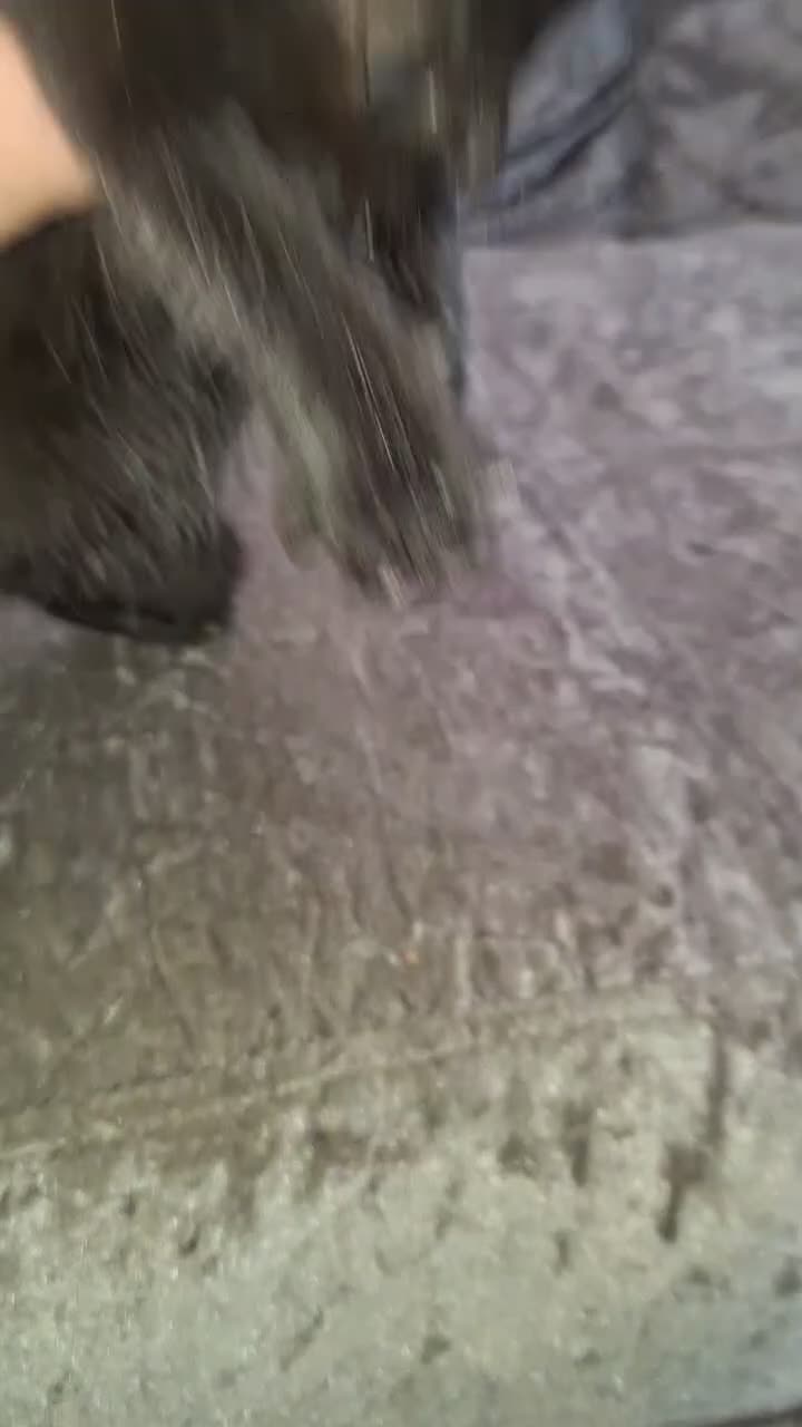 Mixed Breed cats for sale: male kitten - Video 4