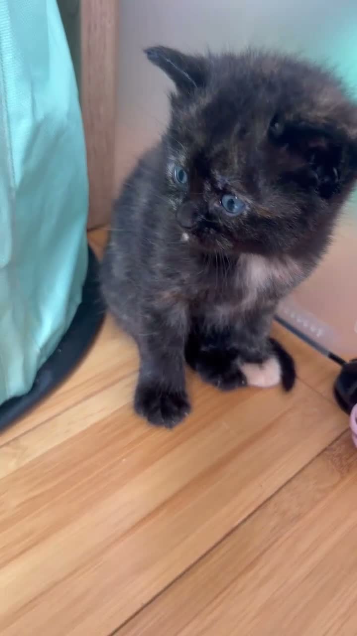 Ragdoll cats for sale: Absolute unique beauties Mink Ragdoll x BSH - Video 2