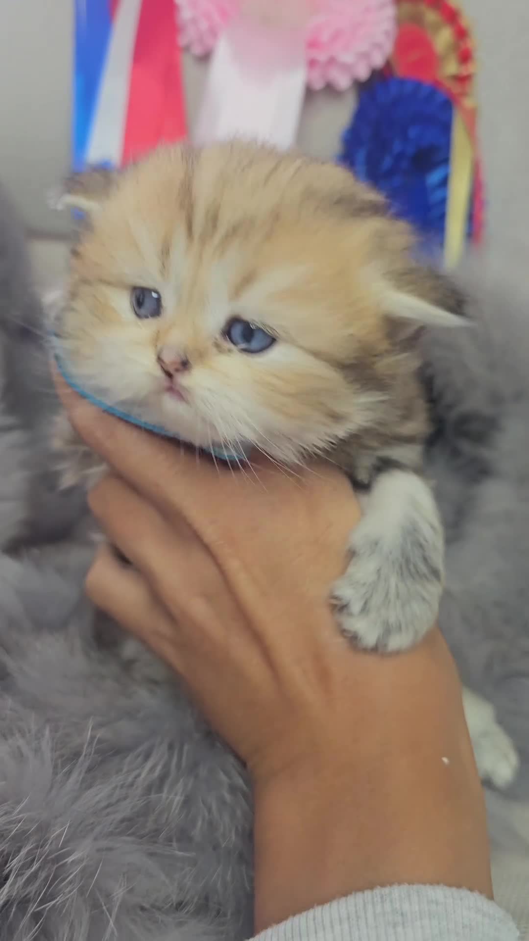 British Shorthair cats for sale: Bsh GOLDEN Chunky Kittens🐱 - Video 1