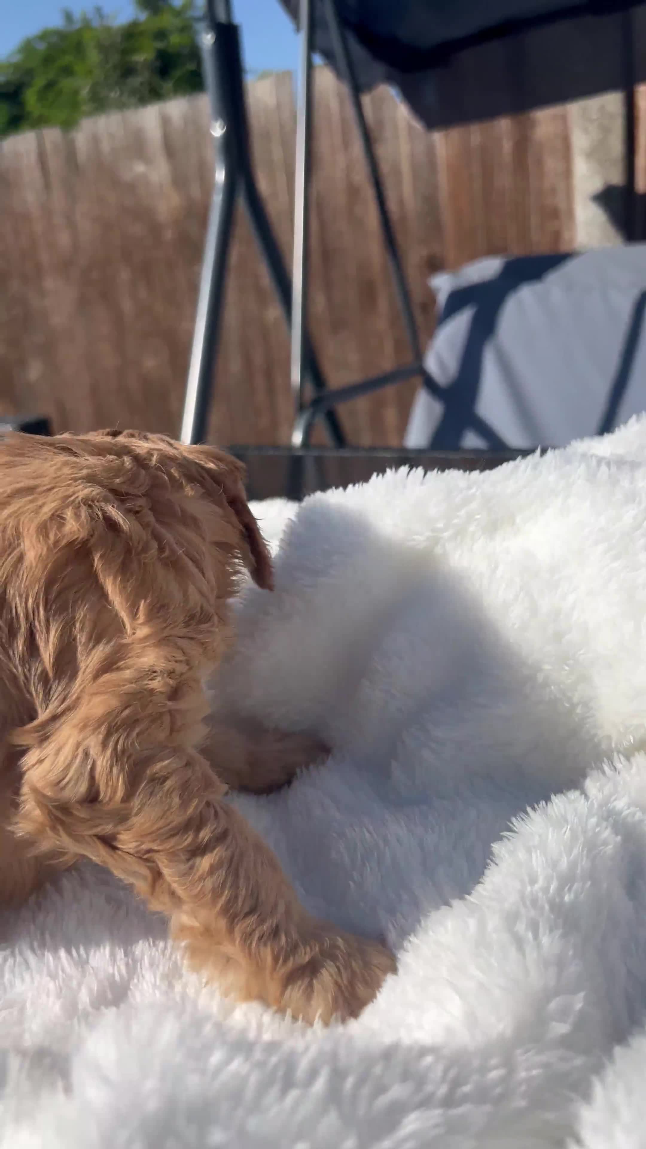 Cavapoo dogs for sale: ⭐️ Black & Tan Female Toy Cavapoo ⭐️ - Video 1