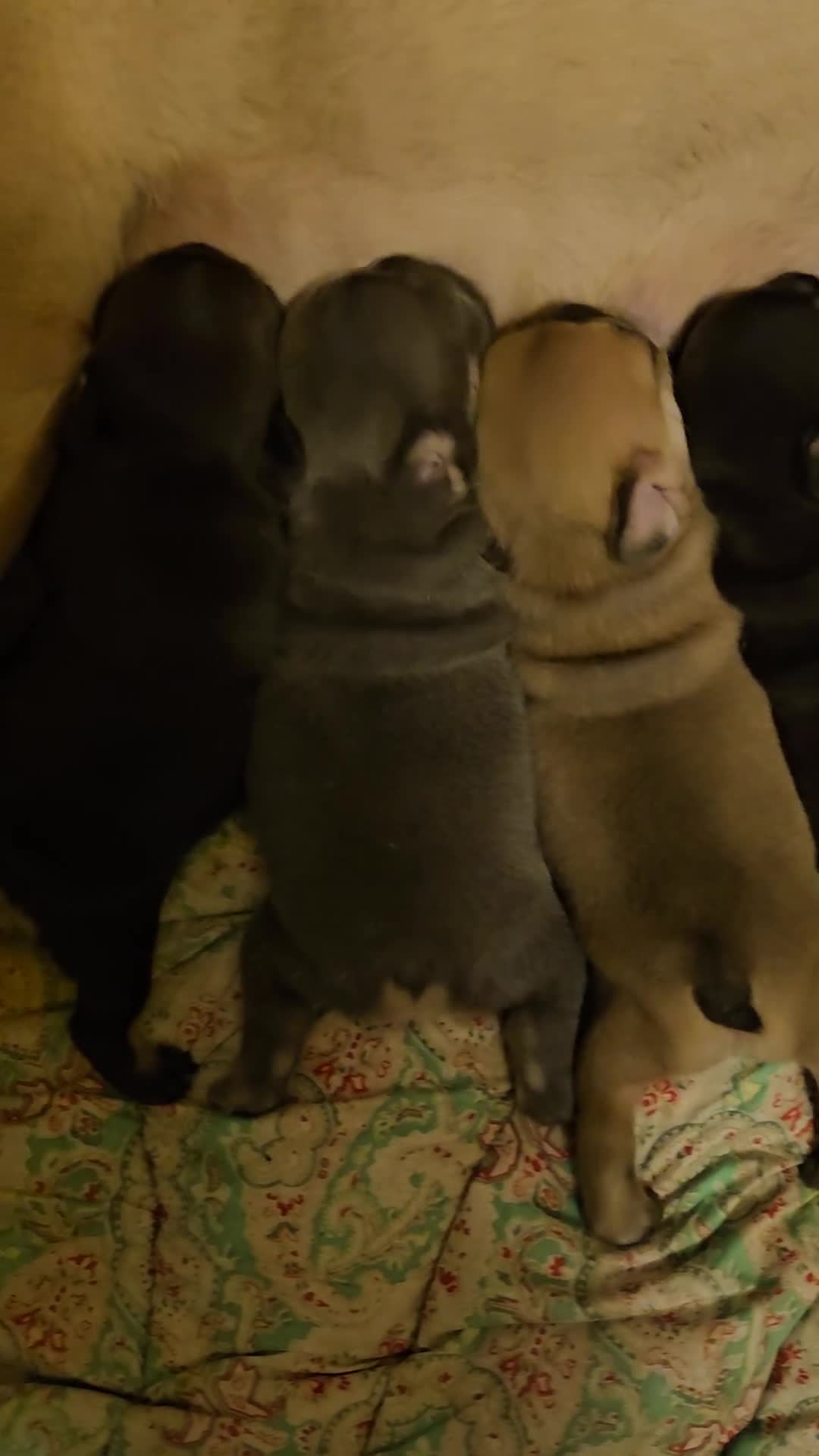 French Bulldog dogs for sale: ⚡️Exquisite 🌈 Pedigree French Bulldog Puppies ⚡️ - Video 5
