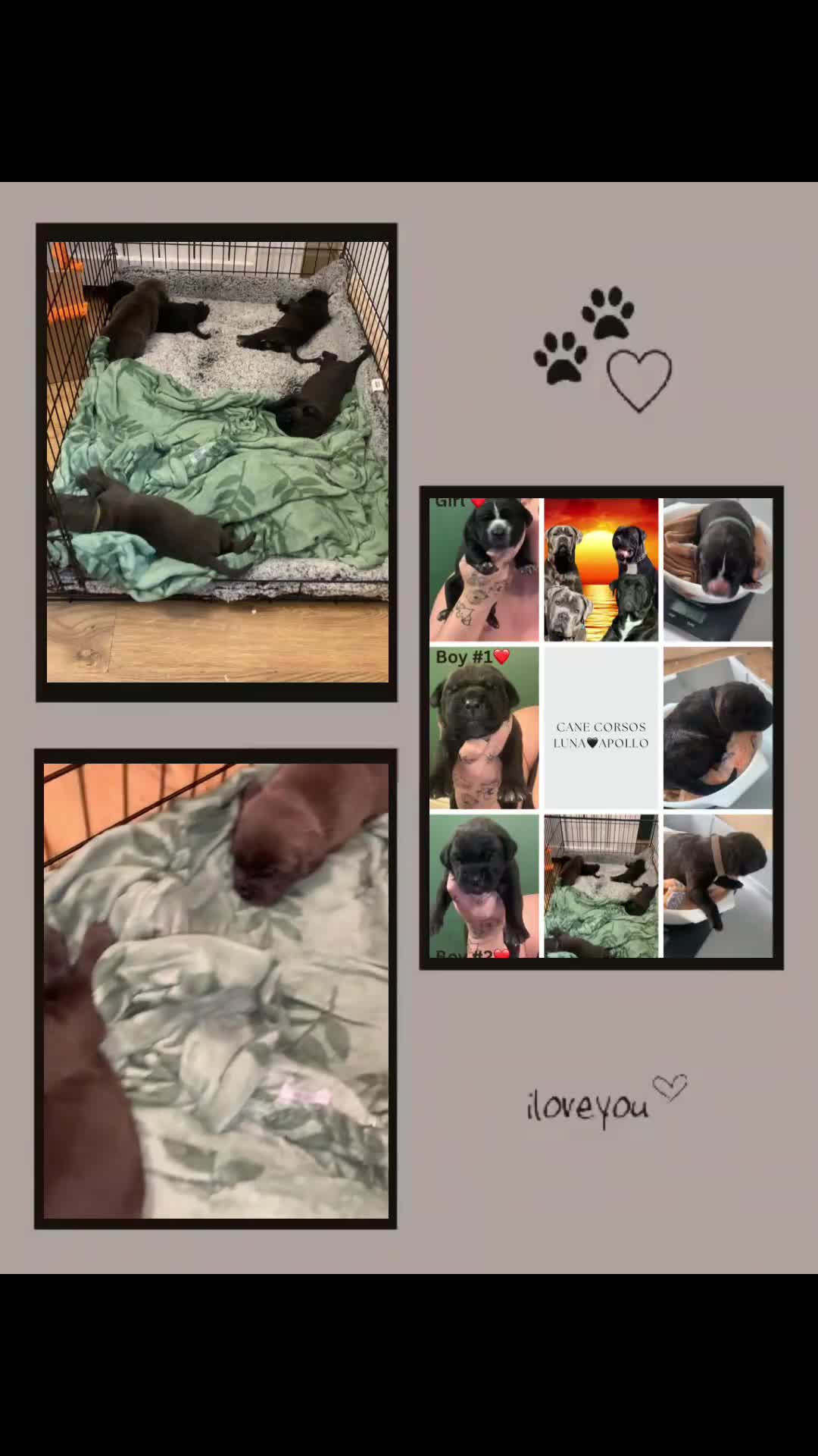 Cane Corso dogs for sale: Beautiful Cane Corso Puppies - Video 1