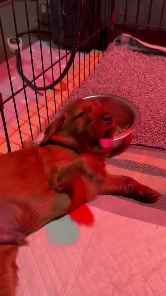 Irish Setter dogs for sale: Irish Setter Puppies in Galashiels - Video 4