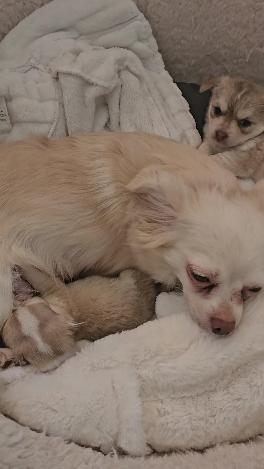 Chihuahua dogs for sale: Chihuahuas for sale - Video 2