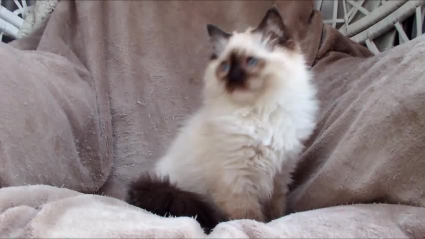 Ragdoll cats for sale: GCCF ACTIVE & PET KITTENS IMP CHAMPION BLOODLINES - Video 3