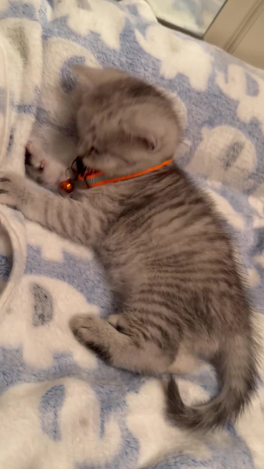 British Shorthair cats for sale: Beautiful British Tabby with Father Pedigree  - Video 2