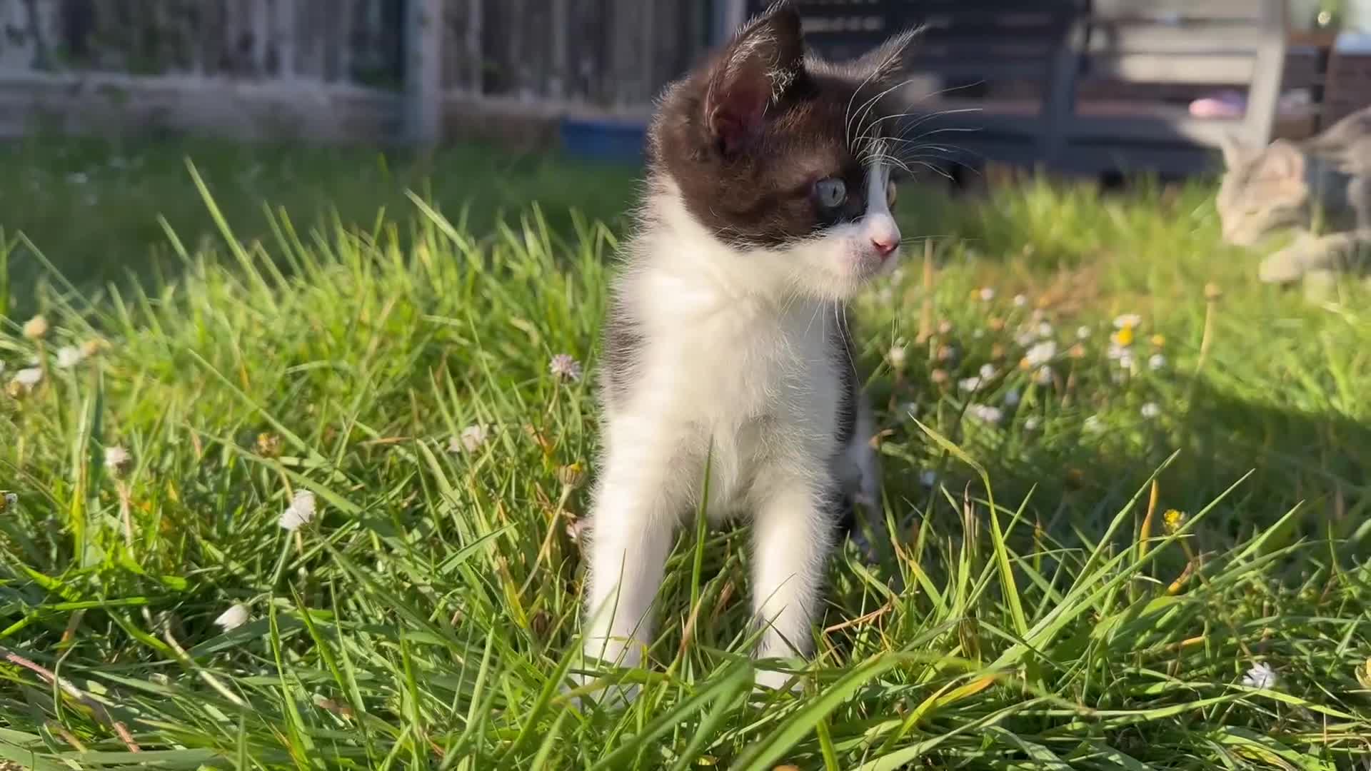 Mixed Breed cats for sale: Female kitten  - Video 1