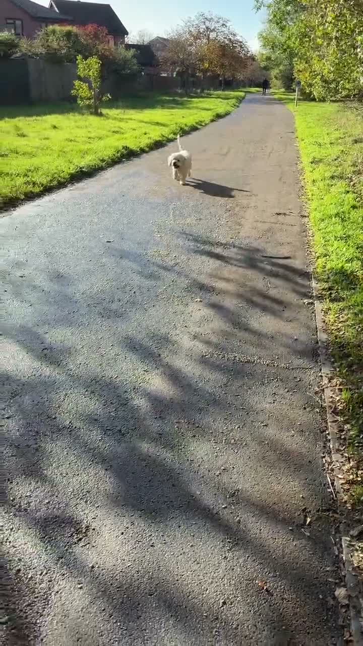 Mixed Breed dogs for sale: Beloved Cockachon looking for a new home in Christchurch - Video 1