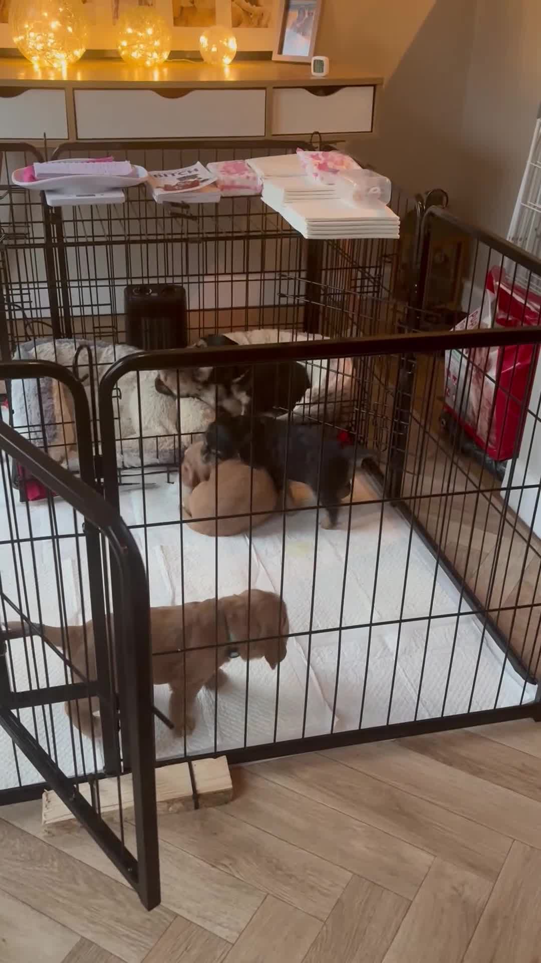 Cocker Spaniel dogs for sale: 🐾 Adorable Cocker Spaniel Puppies  - Video 1