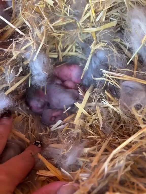 Mini Lop rabbits for sale: Mini lop  - Video 1