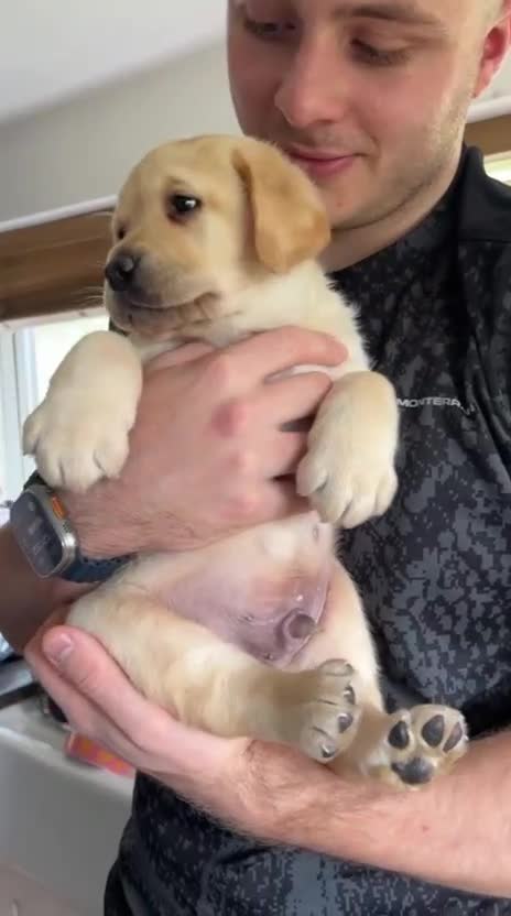 Labrador Retriever dogs for sale: Super chunky puppies - Video 1