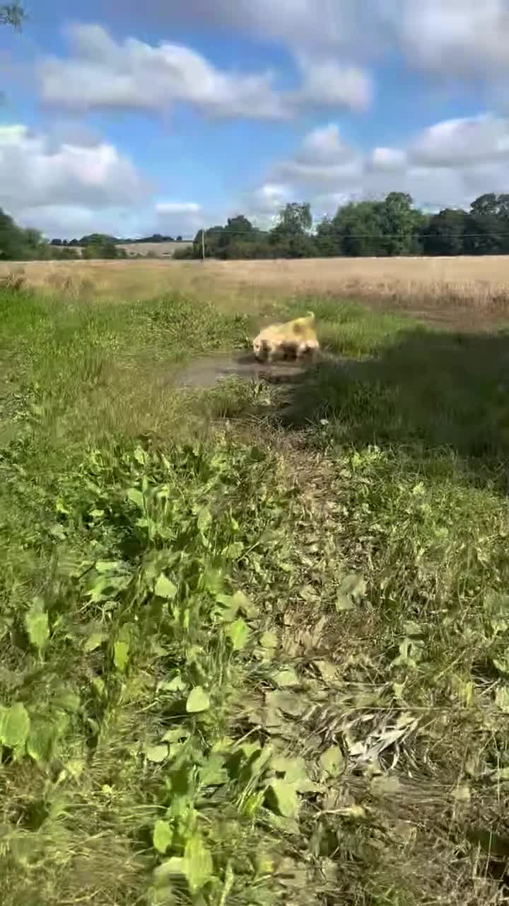 Golden Retriever dogs for sale: KC Registered Golden Retrievers  - Video 2