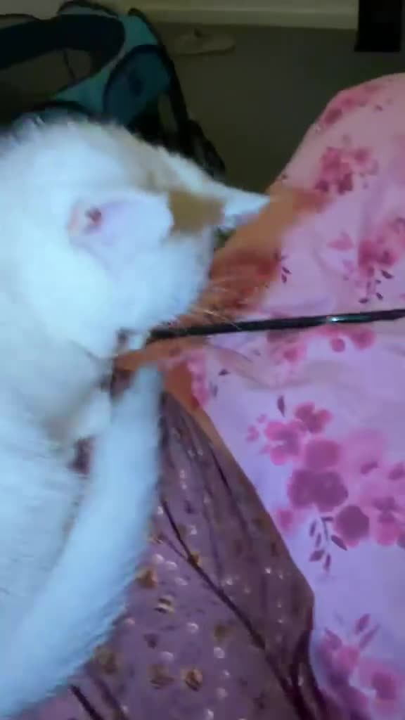 Mixed Breed cats for sale: Persian cross BSH - Video 2
