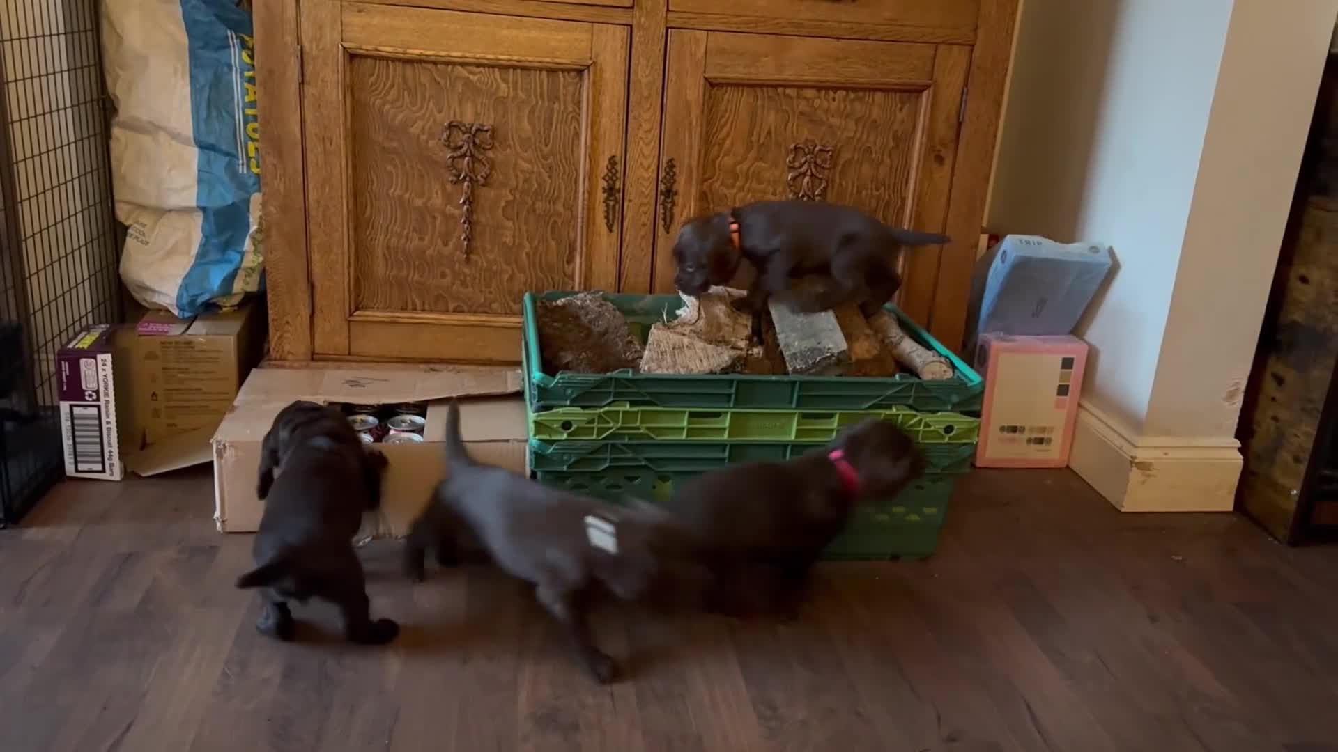 Cocker Spaniel dogs for sale: Stunning litter of KC registered Wcs  - Video 2