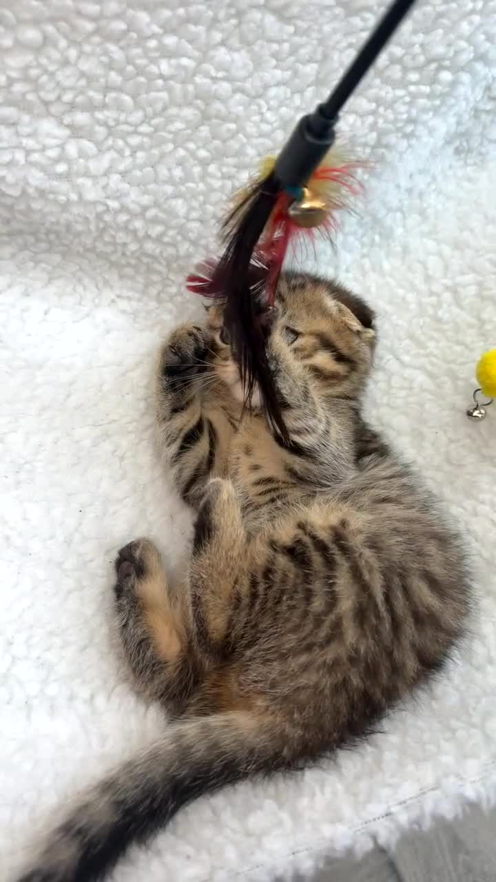 Mixed Breed cats for sale: Mix breed  in Bradford - Video 1