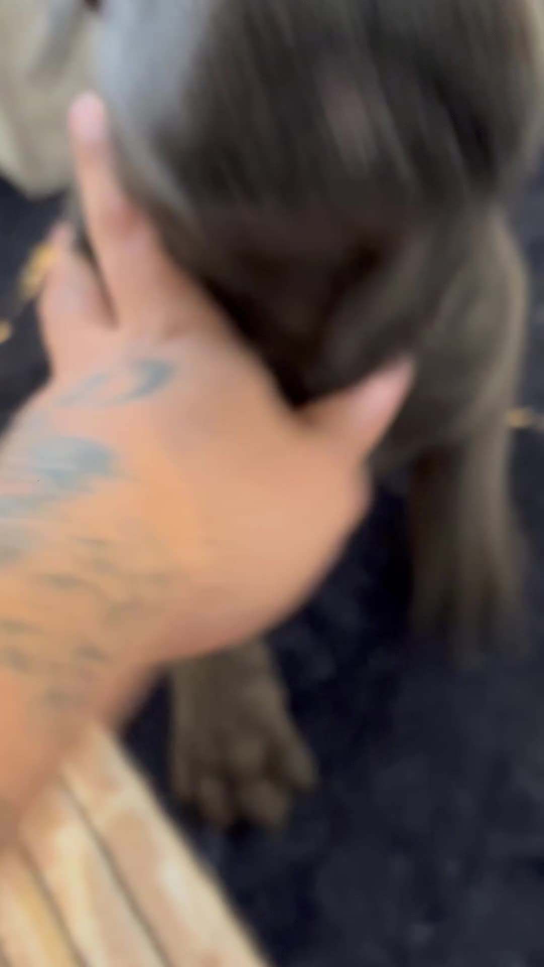 Cane Corso dogs for sale: Cane corso puppy’s  - Video 1