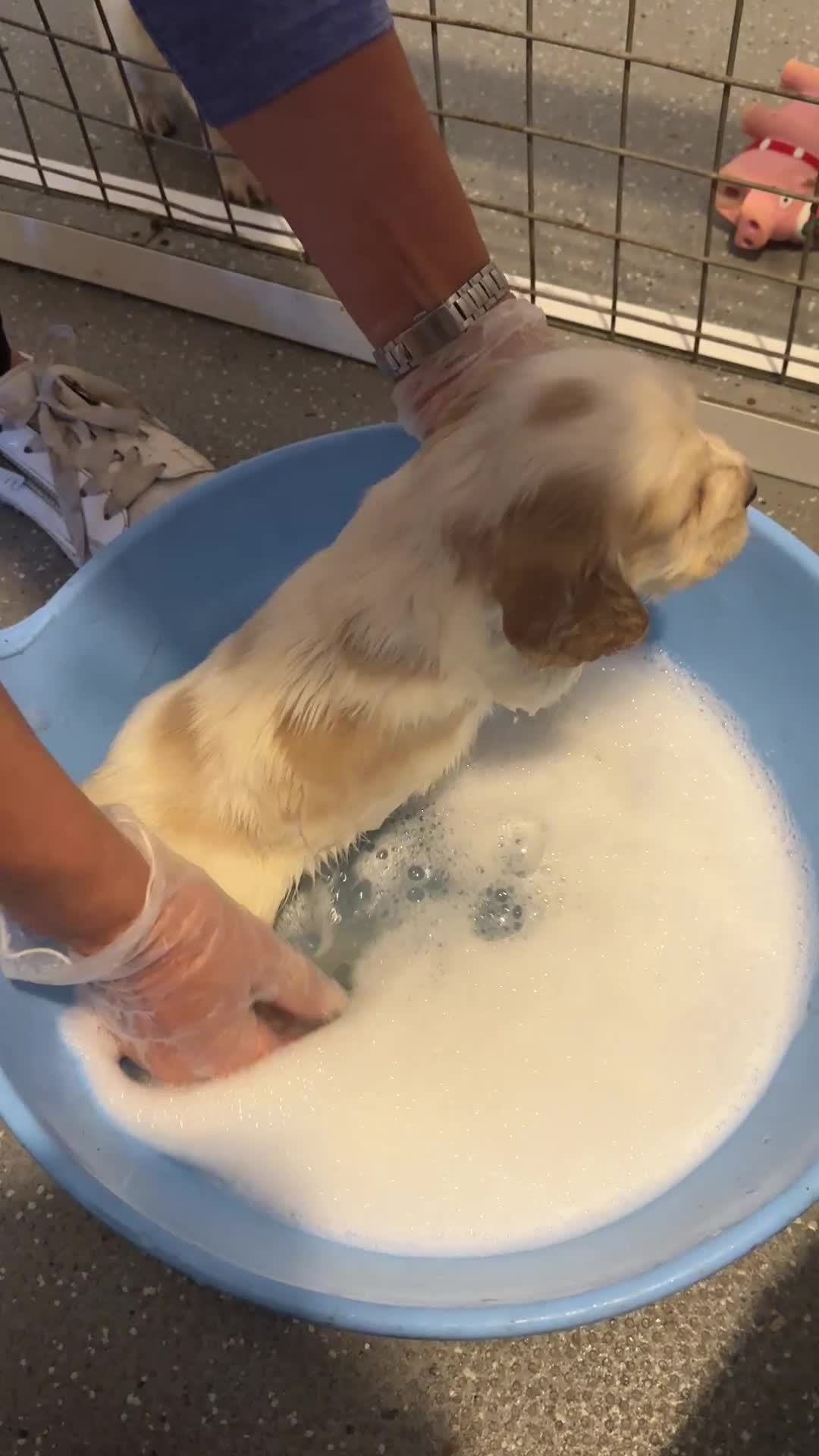 Cocker Spaniel dogs for sale: 1 boy available orange roan  - Video 1