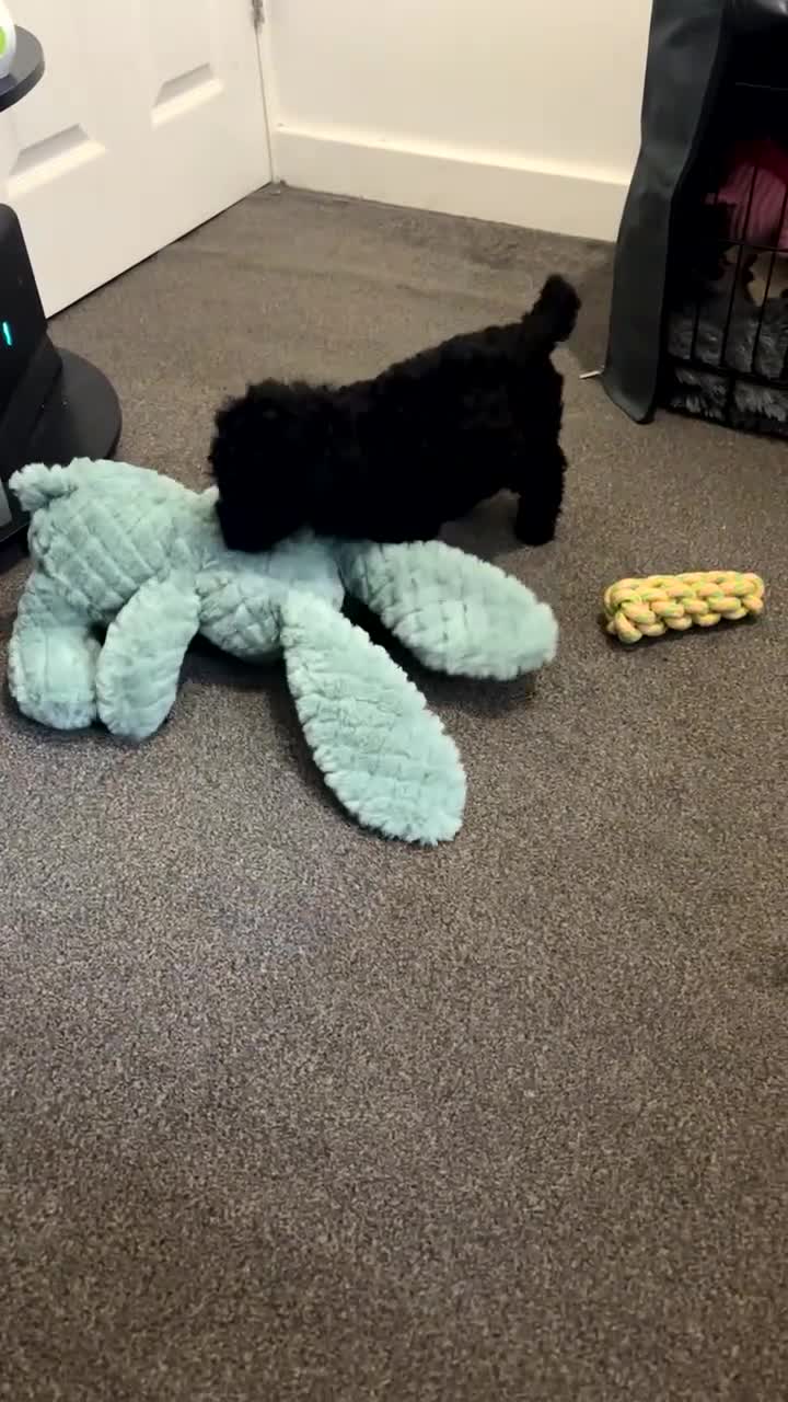 Cockapoo dogs for sale: FB1 Cockapoo  - Video 3